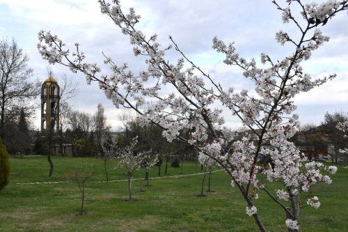 Сакурата разцъфна в Хасково: Японските вишни в парк &bdquo;Ямача&ldquo; вече привличат хора