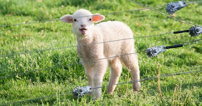 &bdquo;Електронен пастир&ldquo; замества хората: БАН тества система за овце и кози край Харманли