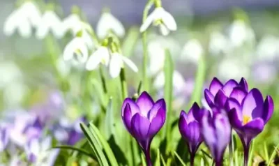 Пролетно време през уикенда с температури до 17 градуса