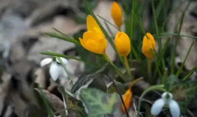 В 16:46 ч. настъпва пролетта - времето остава студено и нестабилно