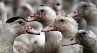 Птичи грип удари отново край Хасково: Унищожават 30 000 патици в Каснаково