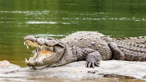 Крокодили и змии вместо огради и патрули?