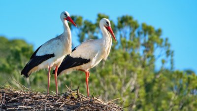 Преди Баба Марта: Щъркелите кацнаха в хасковско село