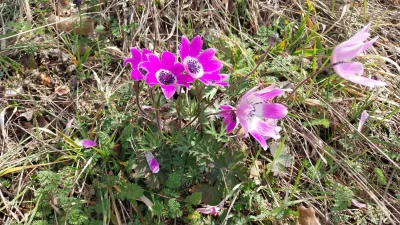 Райновска гора става защитена: Дом на редки видове край Димитровград