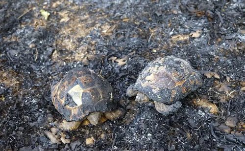 След пожара край Динево: 14 000 декара пепел и тревожен сигнал за България