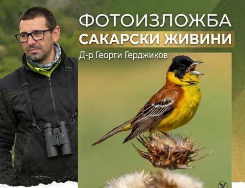 &bdquo;Сакарски живини&ldquo; в Тополовград: фотоизложба показва дивата страна на Сакар и събира средства за природозащита