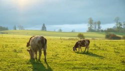 БАБХ откри 321 &bdquo;виртуални&ldquo; животни в Смолянско: Субсидии по документи, празни обекти на терен