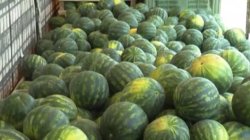 Дините в Любимец отиват на асфалта: 8 цента за килограм, а купувачи няма