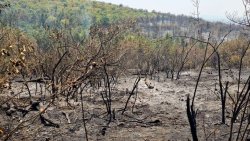 Пожарът край Горно Луково е локализиран, но рискът остава: екипи пазят района денонощно