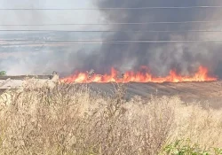 Силен вятър раздуха пожар край Харманли: горят гора и лозя между Коларово и Доситеево